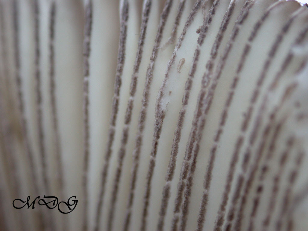 Novit� per .... me : QUIZZZZ